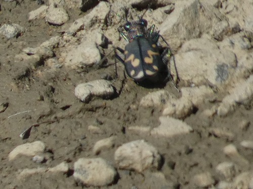 Senile Tiger Beetle photo 4