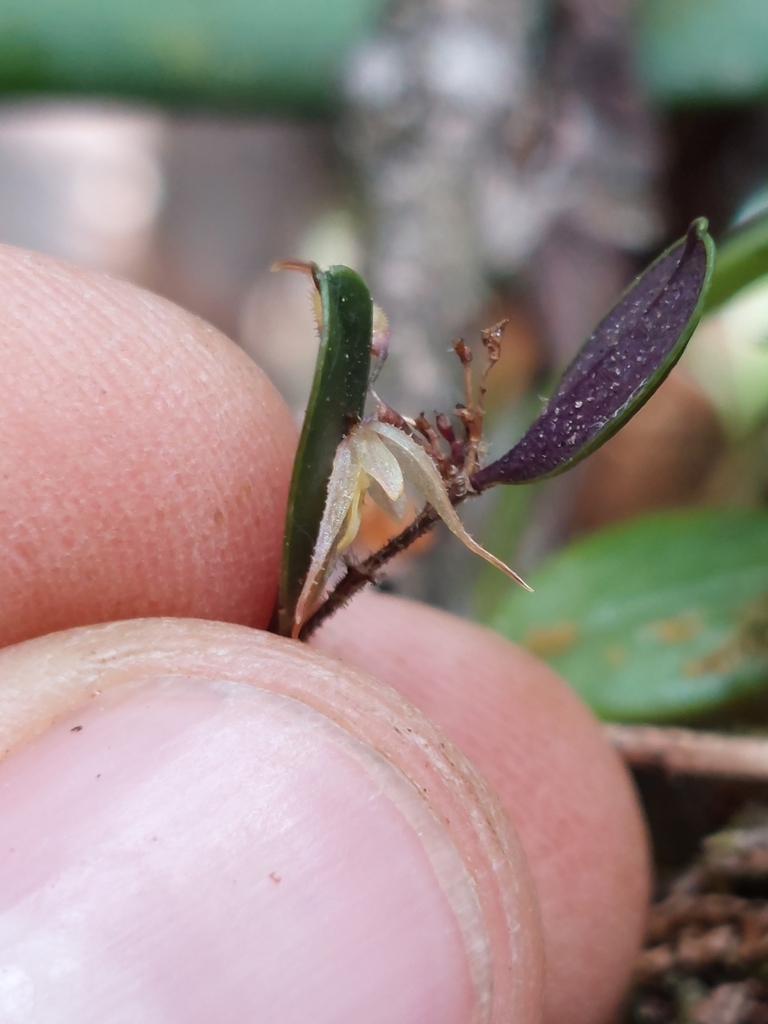 Stellamaris pergrata