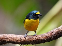 Green-Chinned Euphonia photo 5