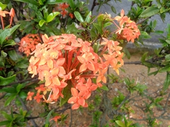 Ixora