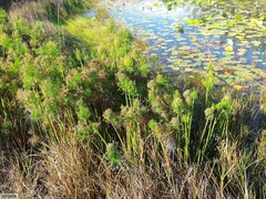 Cyperus prolifer