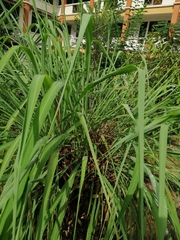 Cymbopogon nardus