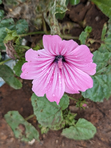 Image of Malva trimestris by no rights reserved