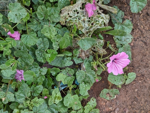 Image of Malva trimestris by no rights reserved
