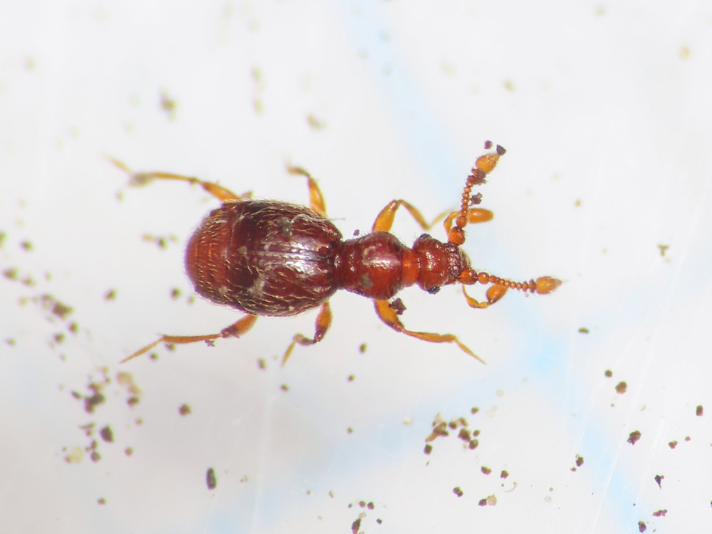 Bryaxis pedator