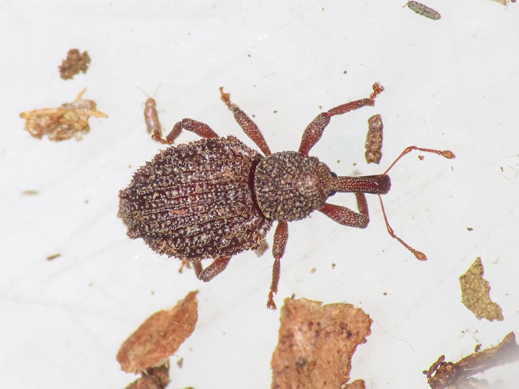 Aparopion chevrolati