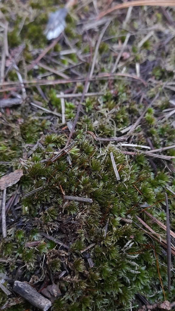 Bryaceae from 4090340 Concepción, Bío Bío, Chile on March 26, 2024 at ...
