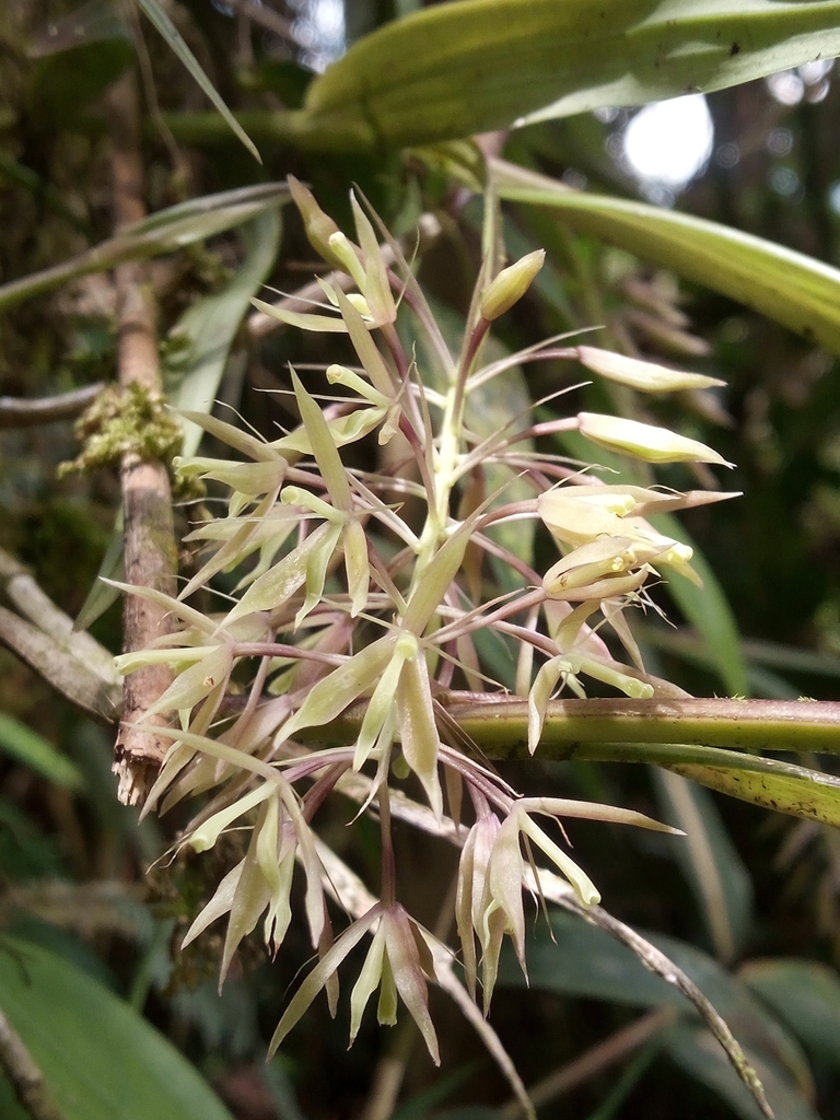 Epidendrum pterostele Hágsater & Dodson 3