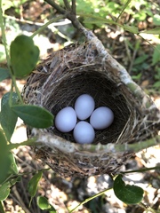 Black-Capped Vireo photo 4