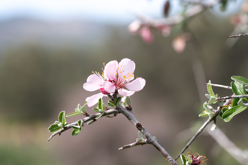 Oriental Almond (Prunus discolor)