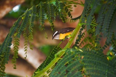 Coereba flaveola