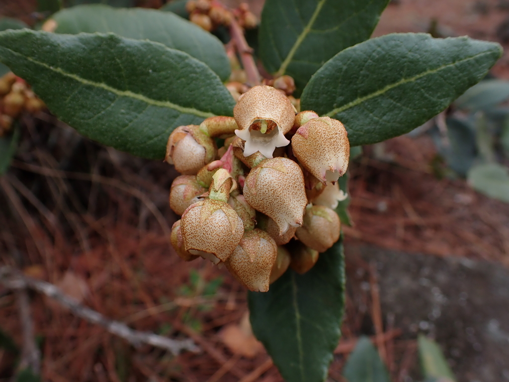 Lyonia heptamera