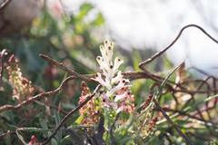 Fumaria judaica, photograph (c) Eleftherios Katsillis, some rights reserved (CC BY)