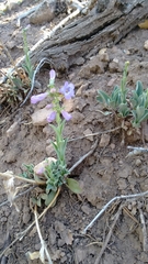 Penstemon secundiflorus