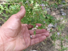 Tamaulipa azurea