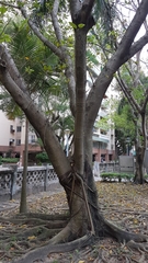 Ficus virens sublanceolata