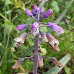 Bellevalia mauritanica, photograph (c) Mehdi Chetibi, some rights reserved (CC BY)