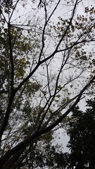 Ficus virens sublanceolata