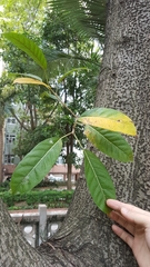 Ficus virens sublanceolata
