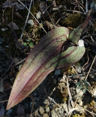 Orchid (Orchis prosteveniella)