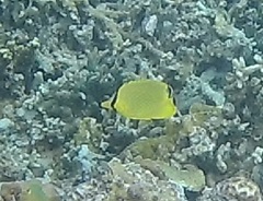 Chaetodon rafflesii