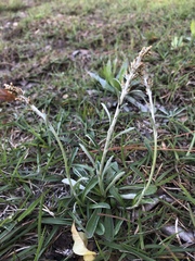 Gamochaeta chionesthes