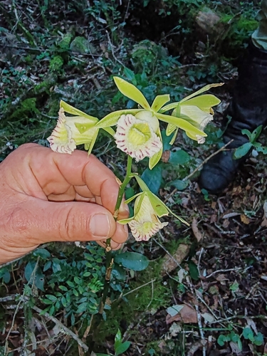 Image of Galeandra beyrichii by (c) Gabriel Martínez, some rights reserved (CC BY)