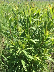Solidago speciosa rigidiuscula