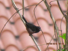 Sporophila angolensis