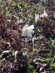 Anemonoides amurensis
