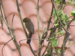 Sporophila angolensis