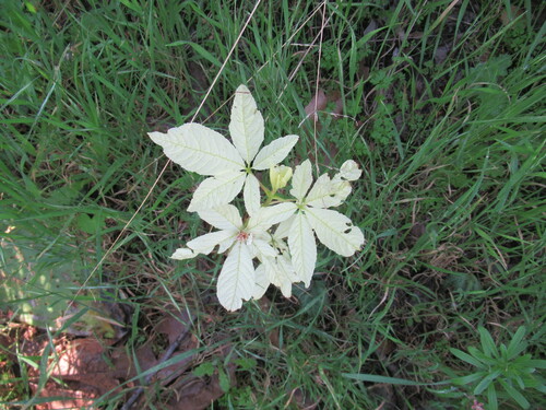 Aesculus californica
