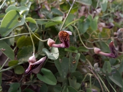 Aristolochia taliscana