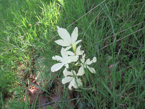 Aesculus californica