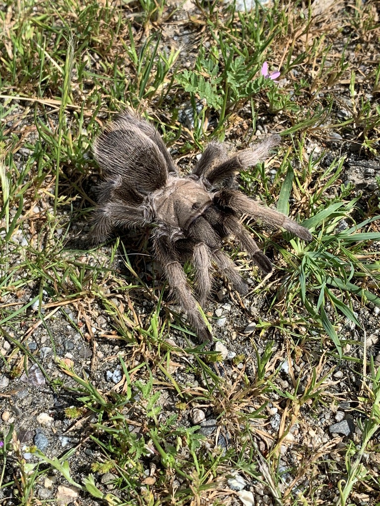 Desert Tarantula from CA-25, Tres Pinos, CA, US on March 26, 2024 at 01 ...