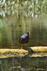 Gallinula tenebrosa