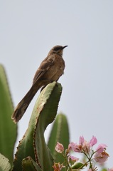 Mimus longicaudatus