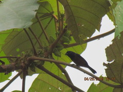 Sporophila angolensis