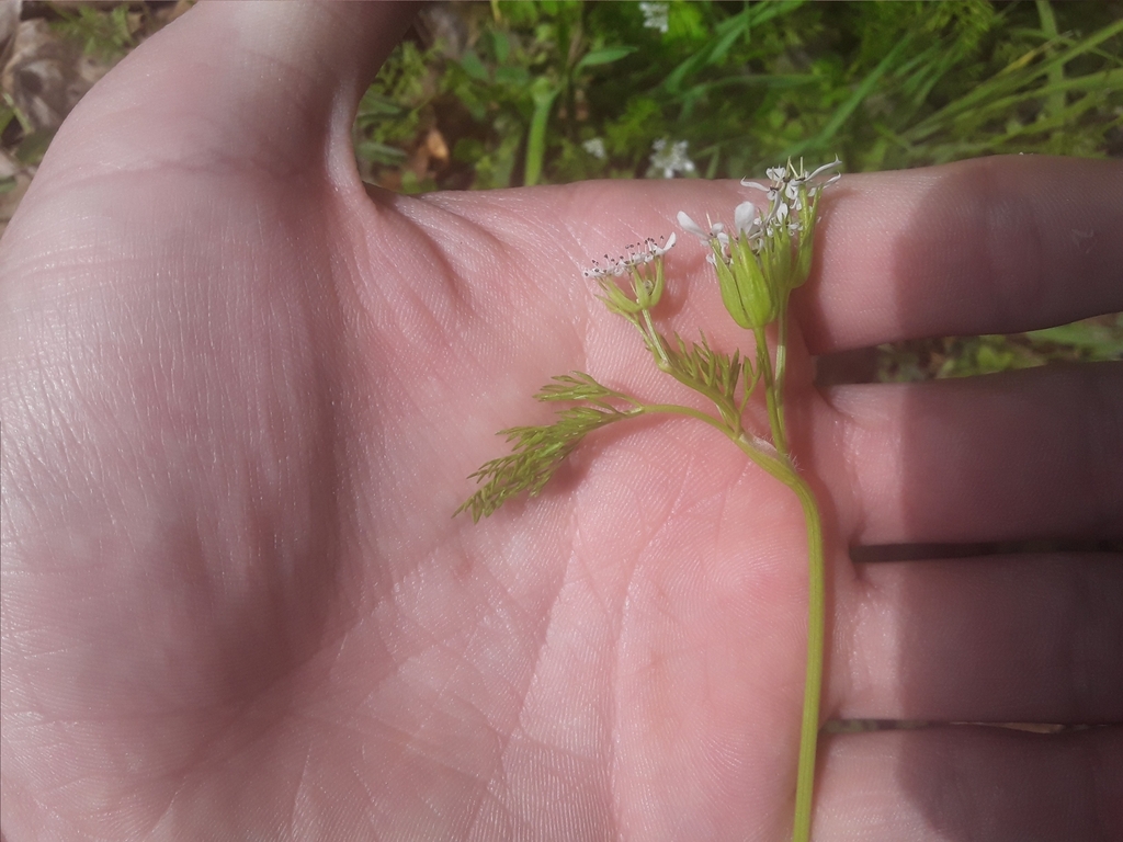 Shepherd'sneedle from Iowa Hill, CA 95713, USA on March 26, 2024 at 1226 PM by Leyton Reid