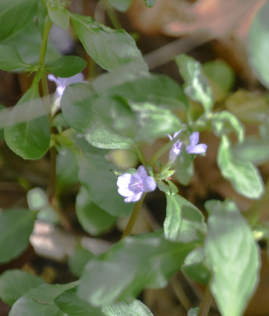 Oblongleaf snakeherb from Willow Oak, FL, USA on March 26, 2024 at 01: ...