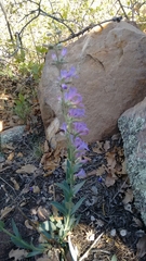 Penstemon secundiflorus