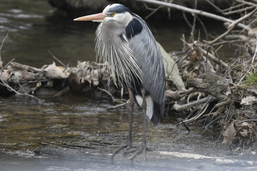 Northeastern Great Blue Heron photographed in West Virginia