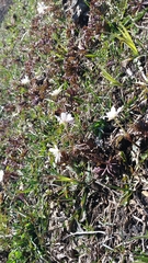 Anemonoides amurensis