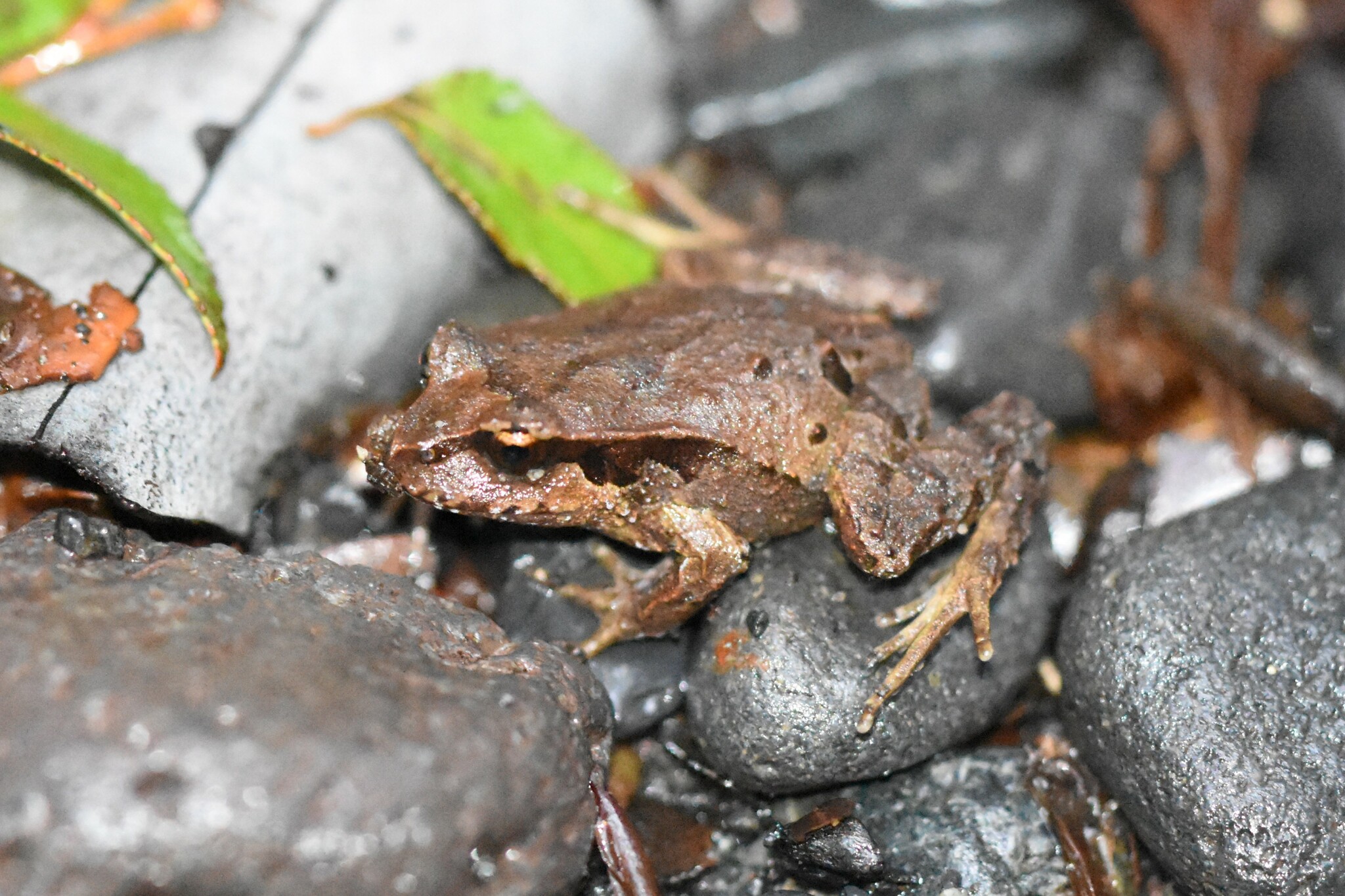 Eupsophus calcaratus (Günther, 1881)
