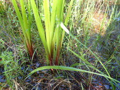 Xyris laxifolia iridifolia