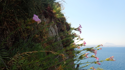 Image of Saxatile Pink (Dianthus rupicola) by (c) Nicola Crockford, some rights reserved (CC BY)