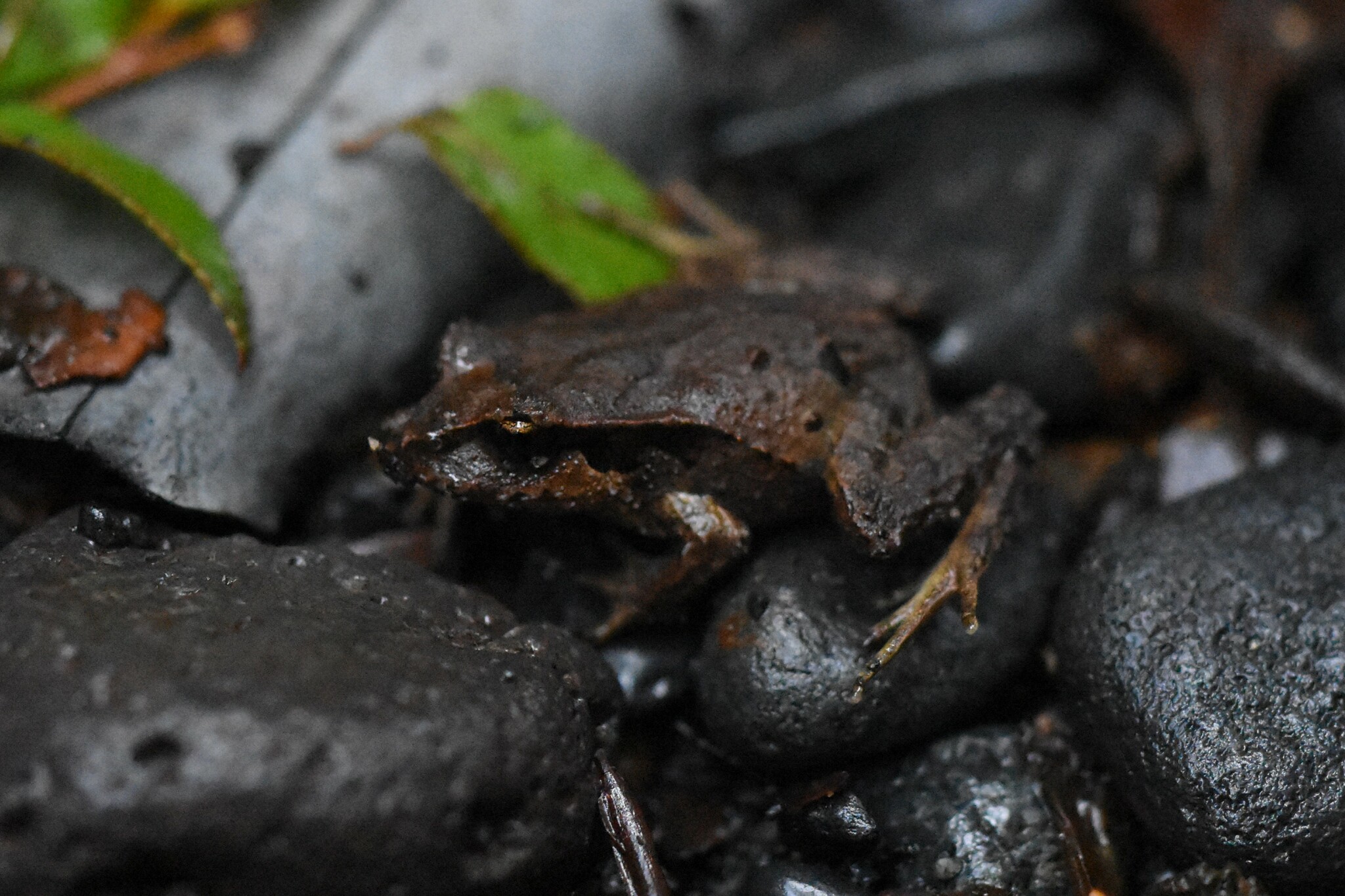 Eupsophus calcaratus (Günther, 1881)