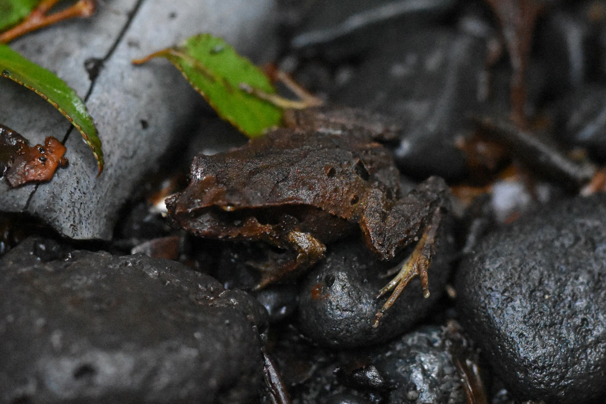 Eupsophus calcaratus (Günther, 1881)