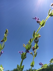 Scutellaria parvula australis