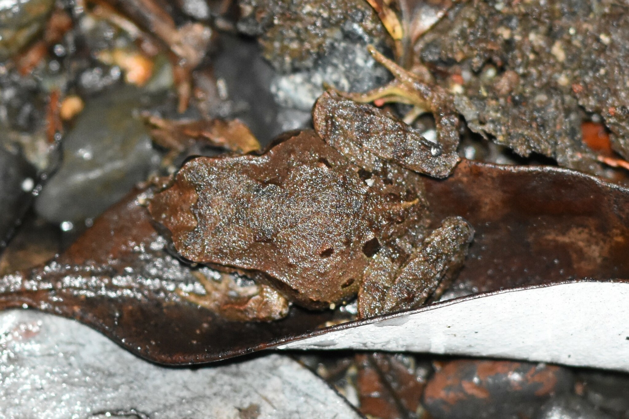 Eupsophus calcaratus (Günther, 1881)